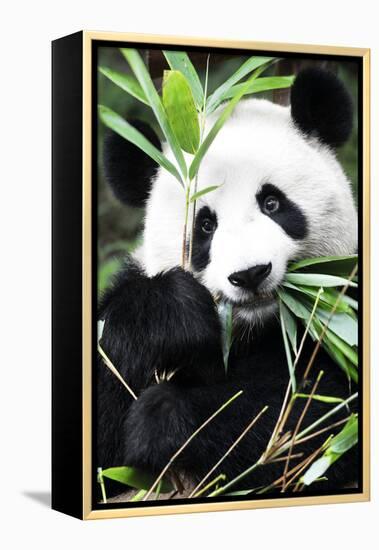 China 10MKm2 Collection - Giant Panda-Philippe Hugonnard-Framed Premier Image Canvas