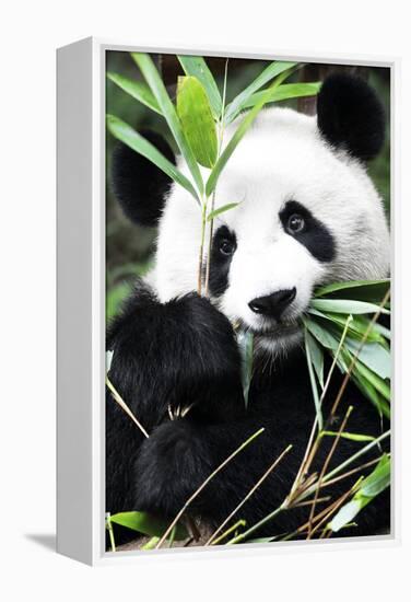 China 10MKm2 Collection - Giant Panda-Philippe Hugonnard-Framed Premier Image Canvas