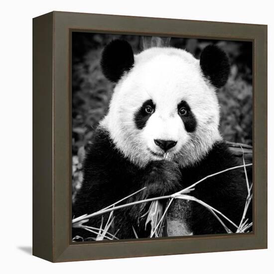 China 10MKm2 Collection - Giant Panda-Philippe Hugonnard-Framed Premier Image Canvas