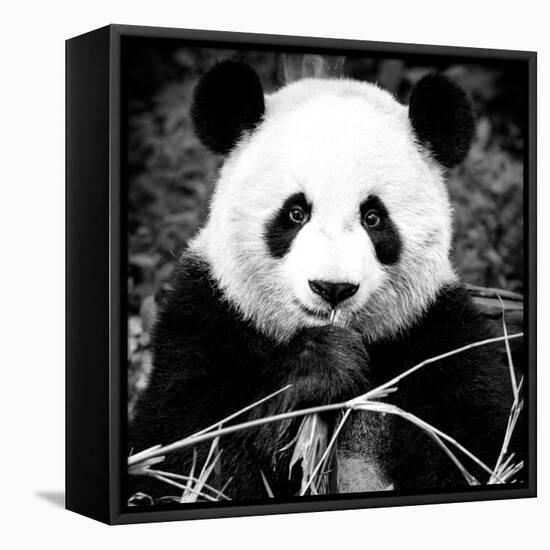 China 10MKm2 Collection - Giant Panda-Philippe Hugonnard-Framed Premier Image Canvas