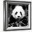 China 10MKm2 Collection - Giant Panda-Philippe Hugonnard-Framed Photographic Print