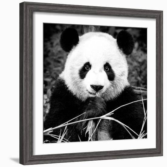 China 10MKm2 Collection - Giant Panda-Philippe Hugonnard-Framed Photographic Print