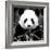 China 10MKm2 Collection - Giant Panda-Philippe Hugonnard-Framed Photographic Print