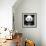 China 10MKm2 Collection - Giant Panda-Philippe Hugonnard-Framed Photographic Print displayed on a wall