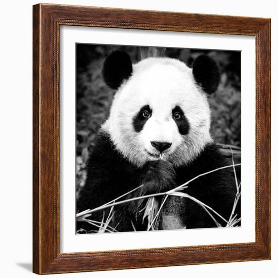 China 10MKm2 Collection - Giant Panda-Philippe Hugonnard-Framed Photographic Print