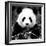 China 10MKm2 Collection - Giant Panda-Philippe Hugonnard-Framed Photographic Print