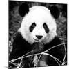 China 10MKm2 Collection - Giant Panda-Philippe Hugonnard-Mounted Photographic Print