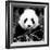 China 10MKm2 Collection - Giant Panda-Philippe Hugonnard-Framed Photographic Print