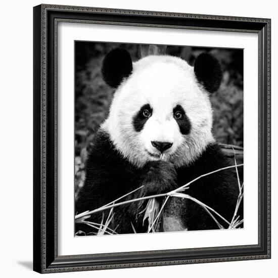 China 10MKm2 Collection - Giant Panda-Philippe Hugonnard-Framed Photographic Print