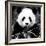 China 10MKm2 Collection - Giant Panda-Philippe Hugonnard-Framed Photographic Print