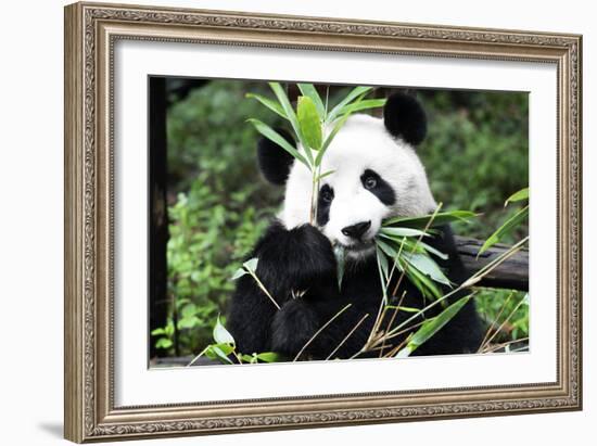 China 10MKm2 Collection - Giant Panda-Philippe Hugonnard-Framed Photographic Print