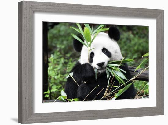 China 10MKm2 Collection - Giant Panda-Philippe Hugonnard-Framed Photographic Print