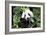 China 10MKm2 Collection - Giant Panda-Philippe Hugonnard-Framed Photographic Print