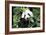 China 10MKm2 Collection - Giant Panda-Philippe Hugonnard-Framed Photographic Print