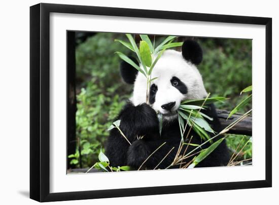 China 10MKm2 Collection - Giant Panda-Philippe Hugonnard-Framed Photographic Print