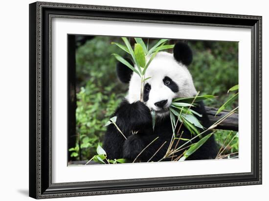 China 10MKm2 Collection - Giant Panda-Philippe Hugonnard-Framed Photographic Print