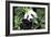 China 10MKm2 Collection - Giant Panda-Philippe Hugonnard-Framed Photographic Print