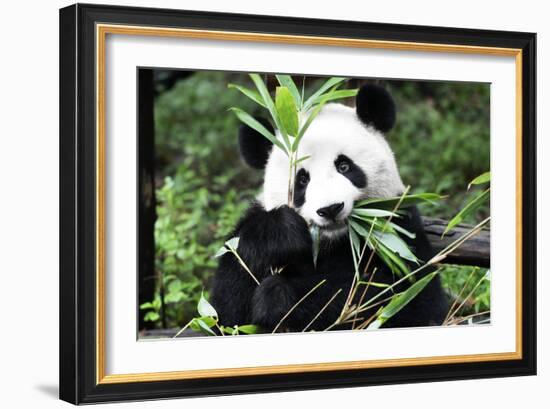 China 10MKm2 Collection - Giant Panda-Philippe Hugonnard-Framed Photographic Print