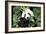 China 10MKm2 Collection - Giant Panda-Philippe Hugonnard-Framed Photographic Print