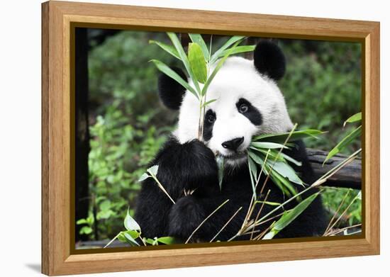 China 10MKm2 Collection - Giant Panda-Philippe Hugonnard-Framed Premier Image Canvas