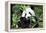 China 10MKm2 Collection - Giant Panda-Philippe Hugonnard-Framed Premier Image Canvas