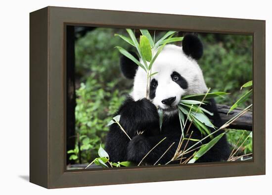 China 10MKm2 Collection - Giant Panda-Philippe Hugonnard-Framed Premier Image Canvas