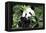 China 10MKm2 Collection - Giant Panda-Philippe Hugonnard-Framed Premier Image Canvas