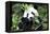 China 10MKm2 Collection - Giant Panda-Philippe Hugonnard-Framed Premier Image Canvas