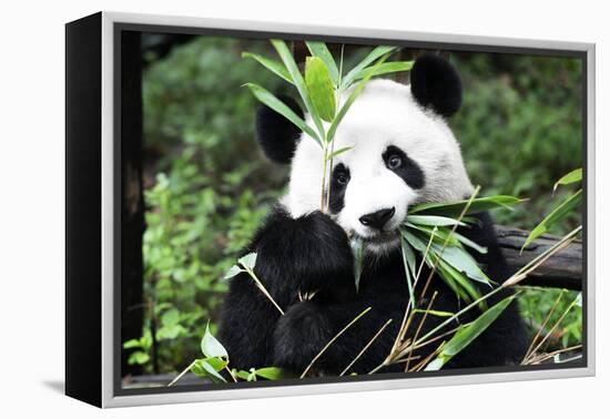 China 10MKm2 Collection - Giant Panda-Philippe Hugonnard-Framed Premier Image Canvas