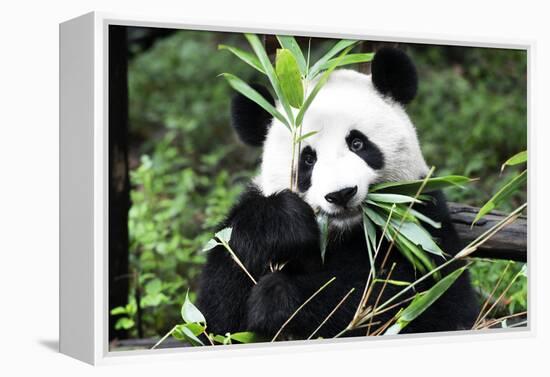 China 10MKm2 Collection - Giant Panda-Philippe Hugonnard-Framed Premier Image Canvas