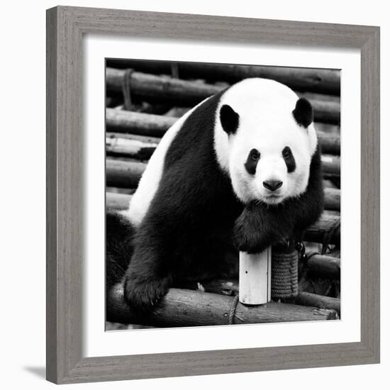 China 10MKm2 Collection - Giant Panda-Philippe Hugonnard-Framed Photographic Print