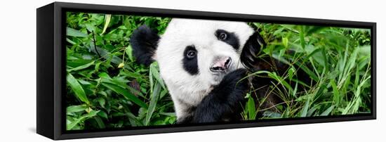 China 10MKm2 Collection - Giant Panda-Philippe Hugonnard-Framed Premier Image Canvas