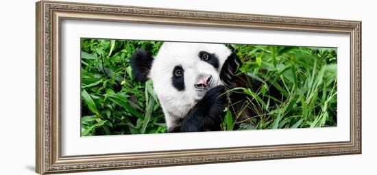 China 10MKm2 Collection - Giant Panda-Philippe Hugonnard-Framed Photographic Print