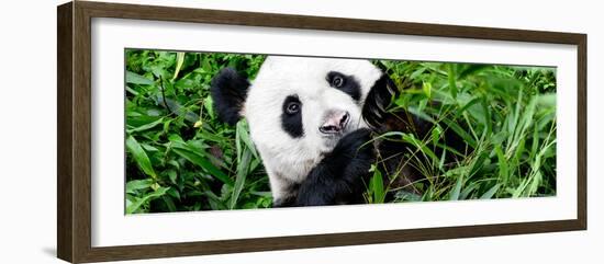 China 10MKm2 Collection - Giant Panda-Philippe Hugonnard-Framed Photographic Print