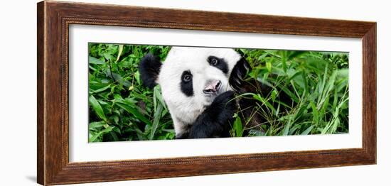 China 10MKm2 Collection - Giant Panda-Philippe Hugonnard-Framed Photographic Print