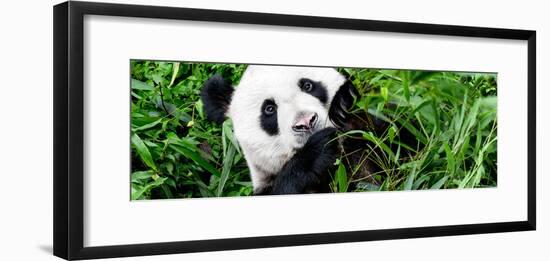 China 10MKm2 Collection - Giant Panda-Philippe Hugonnard-Framed Photographic Print