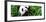 China 10MKm2 Collection - Giant Panda-Philippe Hugonnard-Framed Photographic Print