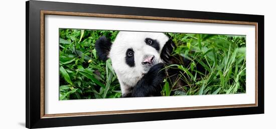 China 10MKm2 Collection - Giant Panda-Philippe Hugonnard-Framed Photographic Print