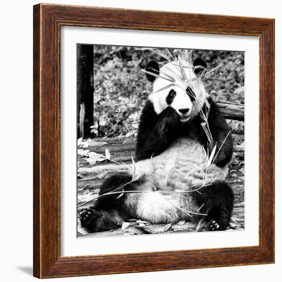 China 10MKm2 Collection - Giant Panda-Philippe Hugonnard-Framed Photographic Print