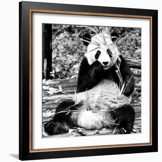 China 10MKm2 Collection - Giant Panda-Philippe Hugonnard-Framed Photographic Print