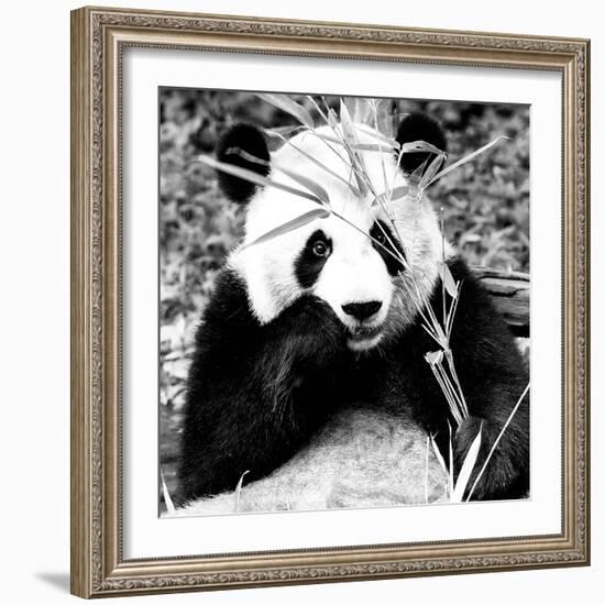 China 10MKm2 Collection - Giant Panda-Philippe Hugonnard-Framed Photographic Print