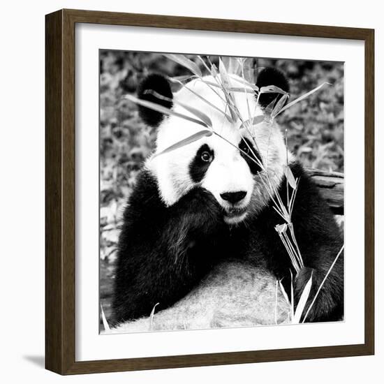 China 10MKm2 Collection - Giant Panda-Philippe Hugonnard-Framed Photographic Print