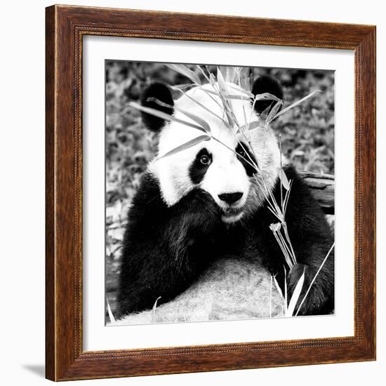 China 10MKm2 Collection - Giant Panda-Philippe Hugonnard-Framed Photographic Print