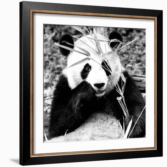 China 10MKm2 Collection - Giant Panda-Philippe Hugonnard-Framed Photographic Print