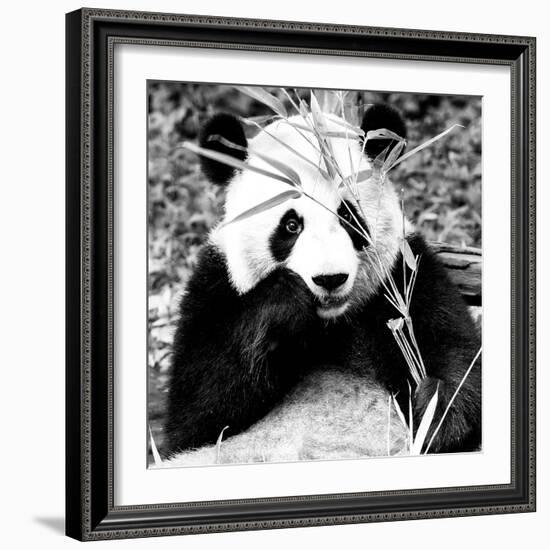 China 10MKm2 Collection - Giant Panda-Philippe Hugonnard-Framed Photographic Print