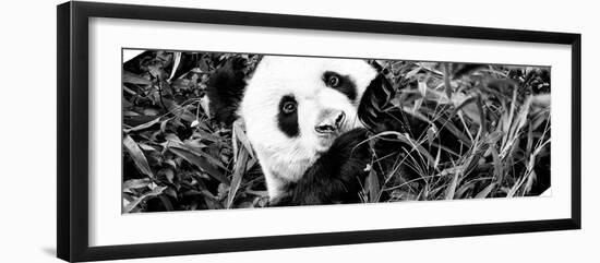 China 10MKm2 Collection - Giant Panda-Philippe Hugonnard-Framed Photographic Print