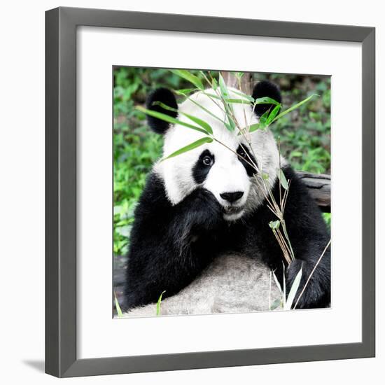 China 10MKm2 Collection - Giant Panda-Philippe Hugonnard-Framed Photographic Print