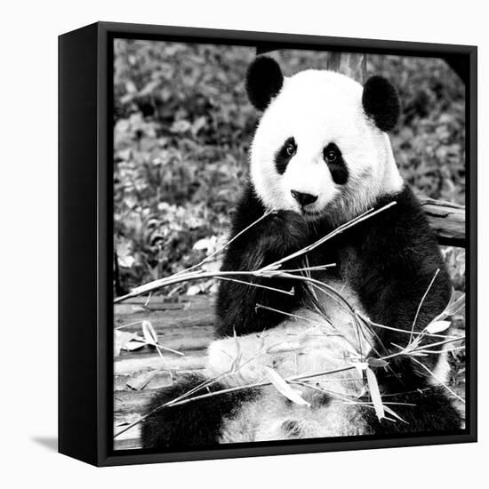 China 10MKm2 Collection - Giant Panda-Philippe Hugonnard-Framed Premier Image Canvas