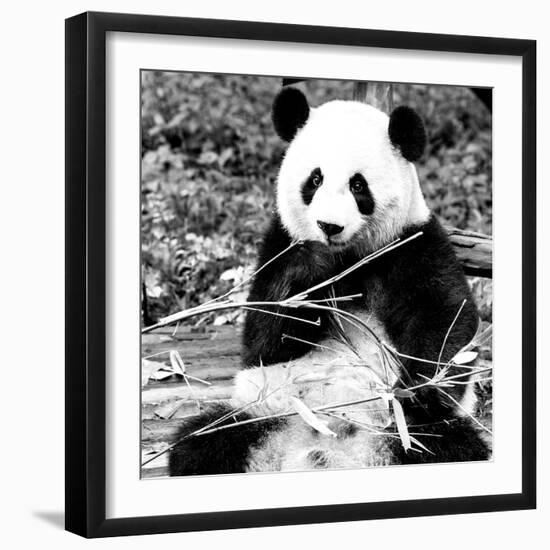 China 10MKm2 Collection - Giant Panda-Philippe Hugonnard-Framed Photographic Print