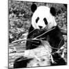 China 10MKm2 Collection - Giant Panda-Philippe Hugonnard-Mounted Photographic Print